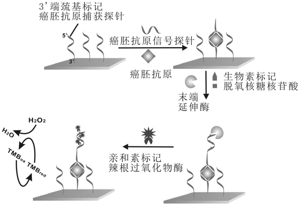 一种基于末端延伸酶的电化学核酸适体传感器检测癌胚抗原的方法